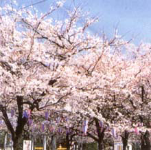 三ツ和公園の桜